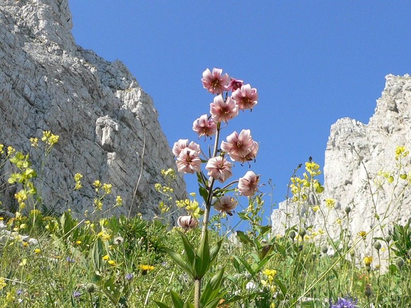 Lilium martagon / Giglio martagone